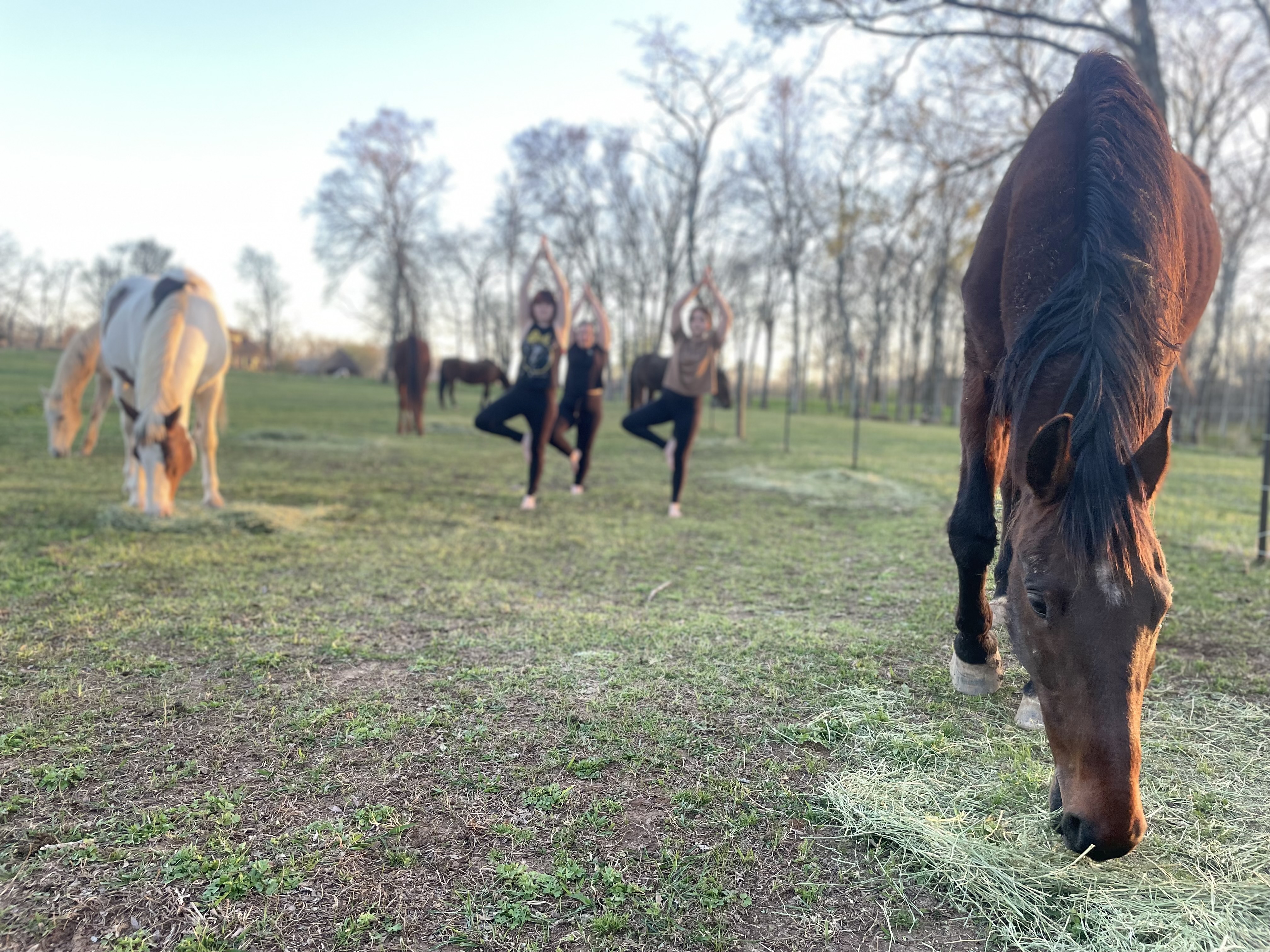 Yoga with Horses